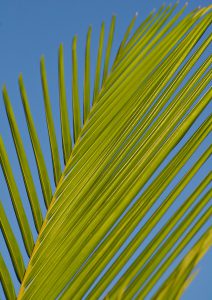 Palm frond